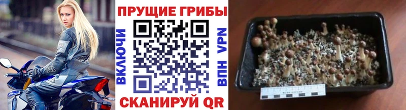 Галлюциногенные грибы MAGIC MUSHROOMS  наркотики  Добрянка 